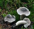 Tricholoma_virgatum_bv1204