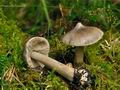 Tricholoma_virgatum_jf8919