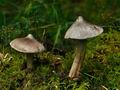 Tricholoma_virgatum_jf8921