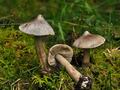 Tricholoma_virgatum_jf8922