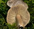 Tricholoma_virgatum_jf8924