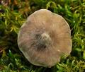 Tricholoma_virgatum_jf8927