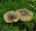 Tricholoma_viridilutescens_bo6534