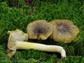 Tricholoma_viridilutescens_bo6540