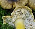 Tricholoma_viridilutescens_bo6544