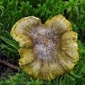 Tricholoma_viridilutescens_bo6549