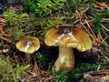 Tricholoma_viridilutescens_bv0907