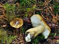 Tricholoma_viridilutescens_bv0910