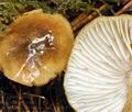 Tricholoma_viridilutescens_bv0911