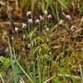 Trichophorum_alpinum_bf7490