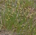 Trichophorum_caespitosum_ab4871