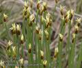 Trichophorum_caespitosum_ab4879