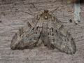Trichopteryx_polycommata_cg5745s