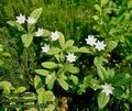 Trientalis_europaea_4978