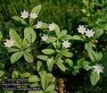 Trientalis_europaea_8840