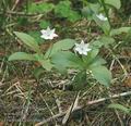 Trientalis_europaea_ab3720