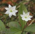 Trientalis_europaea_ab3723