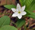 Trientalis_europaea_bt6303