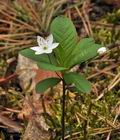 Trientalis_europaea_bt6305