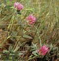 Trifolium_alpestre_4975