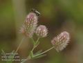 Trifolium_arvense_a808