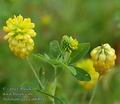 Trifolium_aurea_ab6804