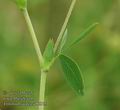 Trifolium_aurea_ab6815
