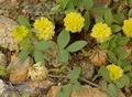 Trifolium_aureum_a820