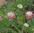 Trifolium_hybridum_ab2028