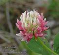 Trifolium_hybridum_ab2042
