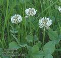 Trifolium_repens_ab1876