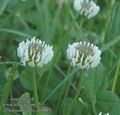 Trifolium_repens_ab1883