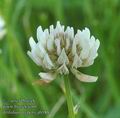 Trifolium_repens_ab1884