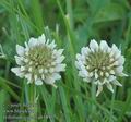 Trifolium_repens_ab1895