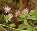 Trifolium_resupinatum_a818