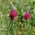 Trifolium_rubens_ak8004