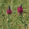 Trifolium_rubens_ak8014