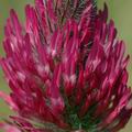 Trifolium_rubens_ak8022