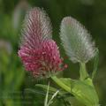 Trifolium_rubens_da7609