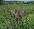 Trifolium_rubens_ed3052