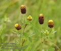 Trifolium_spadiceum_a3481