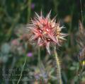 Trifolium_stellatum_8284