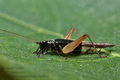 Trigonidium_cicindeloides_dz0891s
