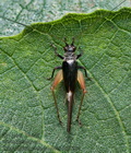 Trigonidium_cicindeloides_dz0990s