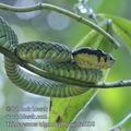 Trimeresurus_trigonocephalus_fe3538