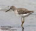 Tringa_glareola_pa2201101