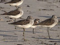 Tringa_nebularia_rf21248