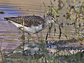 Tringa_ochropus_pj3050