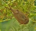 Triops_cancriformis_bh1858