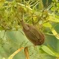 Triops_cancriformis_bh1888